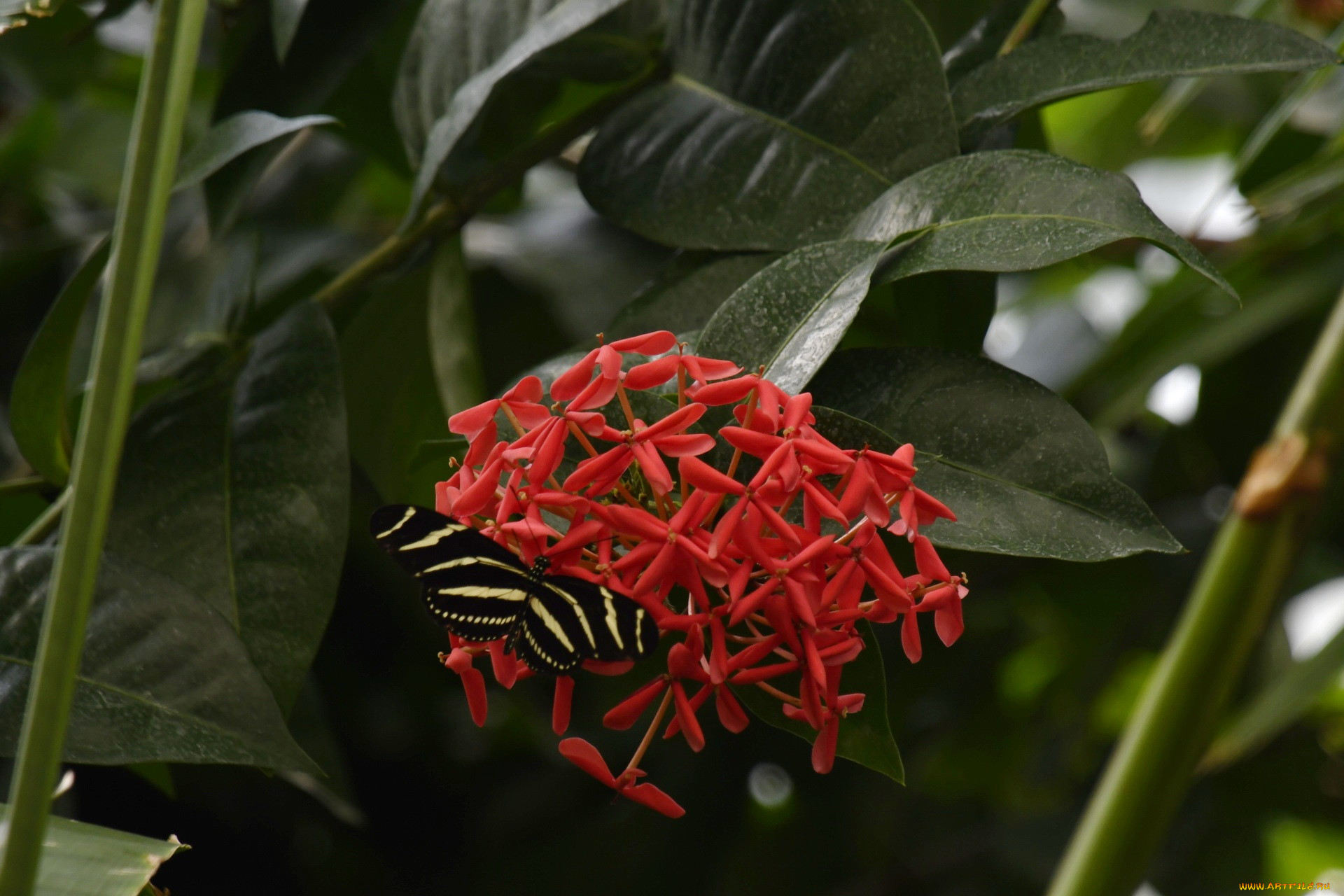 zebra longwing butterfly, , ,  ,  , zebra, longwing, butterfly